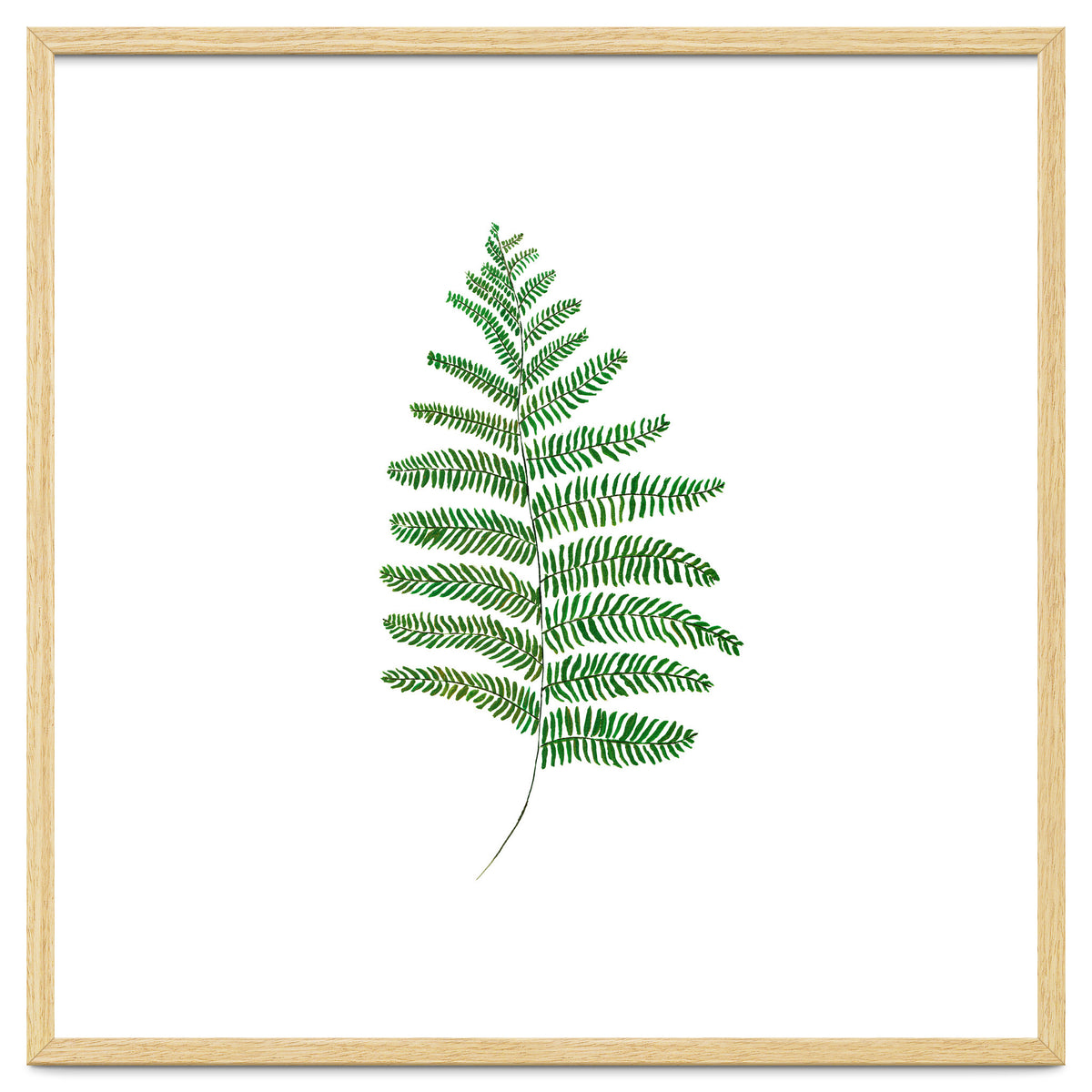 Fern