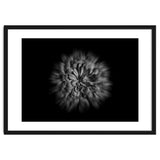 Backyard Flowers In Black And White No 48 Flow Version thumbnail