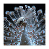 Albino Peacock Displaying White Feathers (Print Only) thumbnail