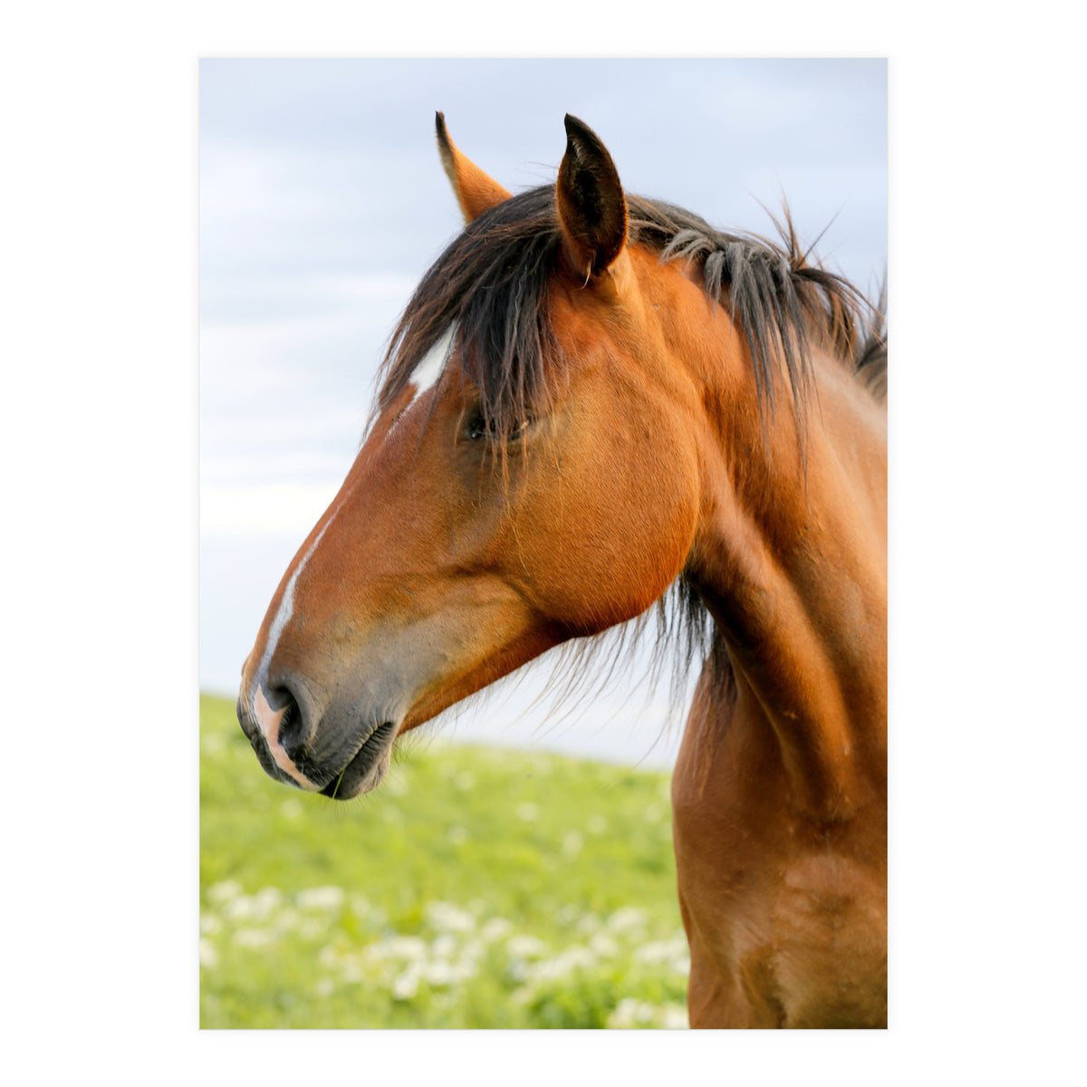 Horse Portrait (Print Only)