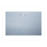 A flying seagull in the winter sky (Print Only) thumbnail