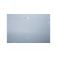 A flying seagull in the winter sky (Print Only)