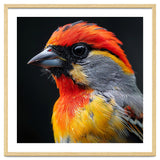 Close Up Of Colorful Bird With Red Orange Yellow Feathers thumbnail