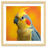 Close Up Cockatiel Parrot With Yellow Crest thumbnail