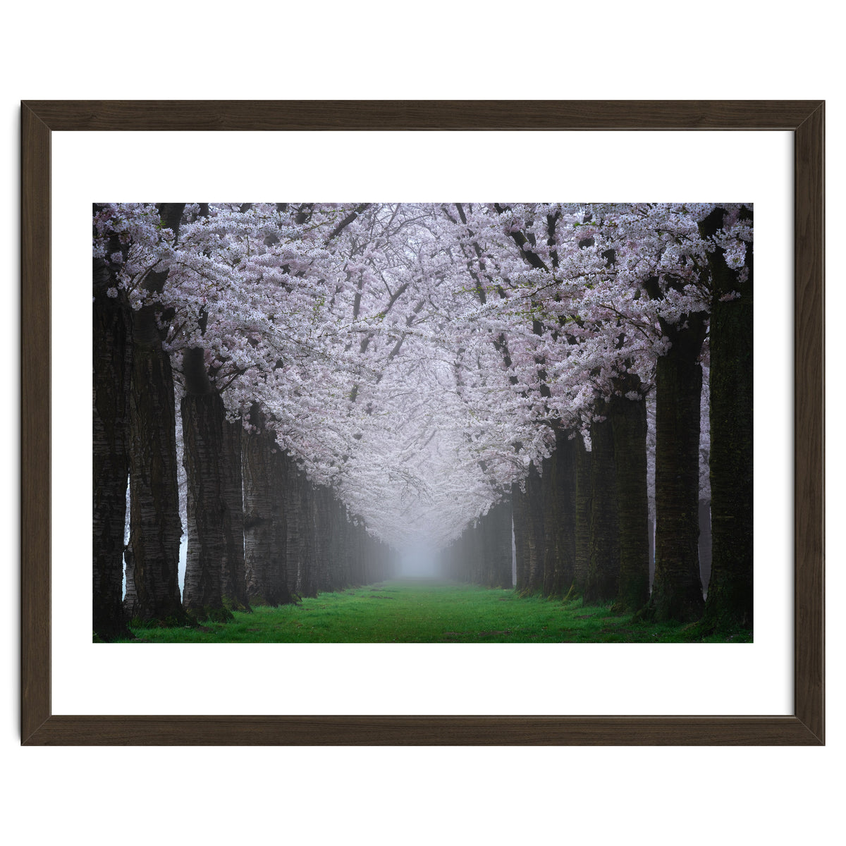 Cherry trees in the fog
