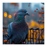 Pigeon With Water Droplets  (Print Only) thumbnail