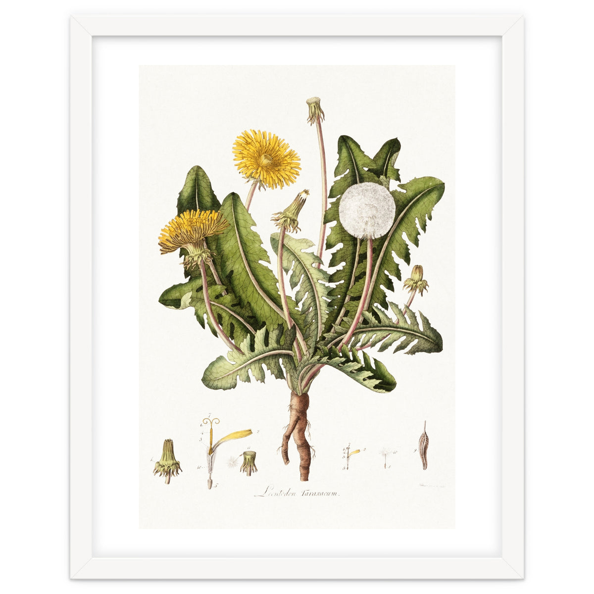 William Curtis – Dandelion (1777–1798)