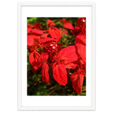 Red Quisqualls Plant Flowers thumbnail