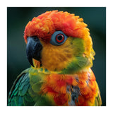 Sun Conure Parrot Close Up Eye  (Print Only) thumbnail