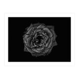 Backyard Flowers In Black And White No 110 (Print Only) thumbnail