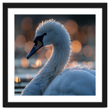 Close-up Shot of a Swan with Water Droplets thumbnail