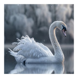 Majestic White Swan Gracefully Floating On Water (Print Only) thumbnail