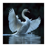 Majestic White Swan Spreading Wings On Water (Print Only) thumbnail