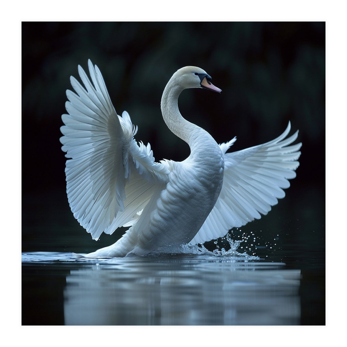Majestic White Swan Spreading Wings On Water (Print Only)