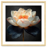 Lotus Cultivar | Midnight Skirt thumbnail