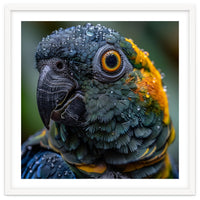 Close Up Of A Wet Macaw Parrot Head