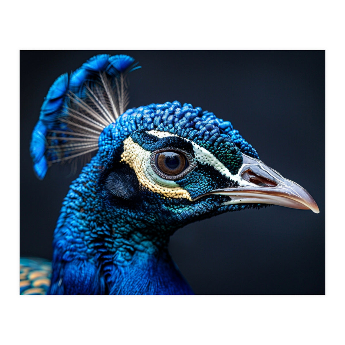 Close Up Of A Peacock Head Blue Feather (Print Only)