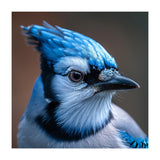 Close Up Portrait Of A Blue Jay Bird (Print Only) thumbnail