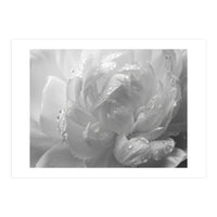Ethereal Monochromatic Peony Petal Macro (Print Only)