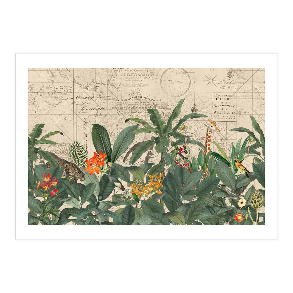 Explore The New World Wild Animals (Print Only)