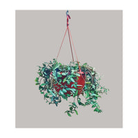 Hanging Plant (Print Only)