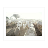 LIVING TOGETHER - WHITE COWS FAMILY (Print Only) thumbnail