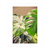 Monstera Mix (Print Only) thumbnail