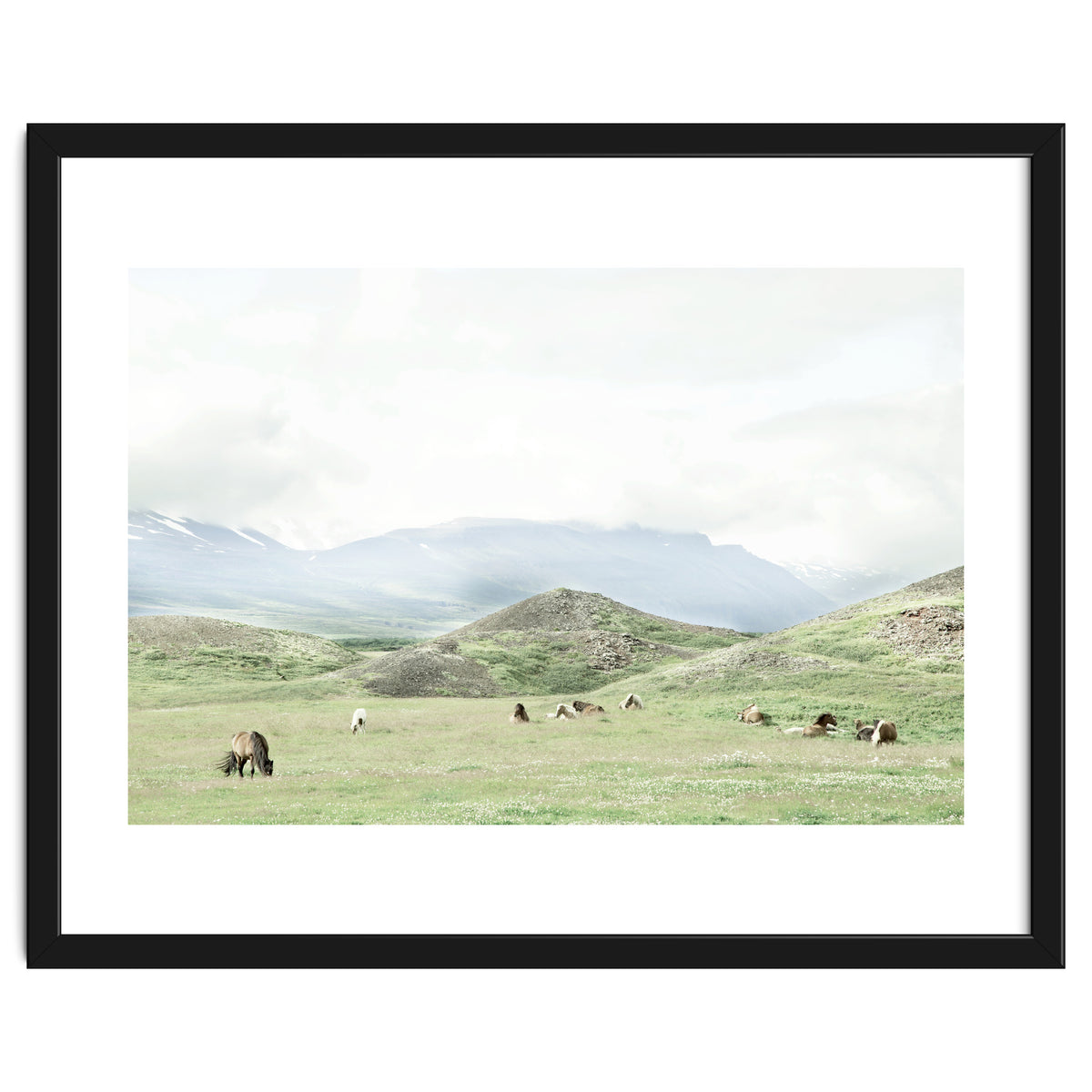 Relaxing horses on a sunny day calm field - Iceland