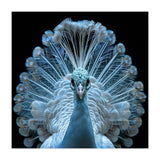 Majestic White Peacock Displaying Its Feathers (Print Only) thumbnail