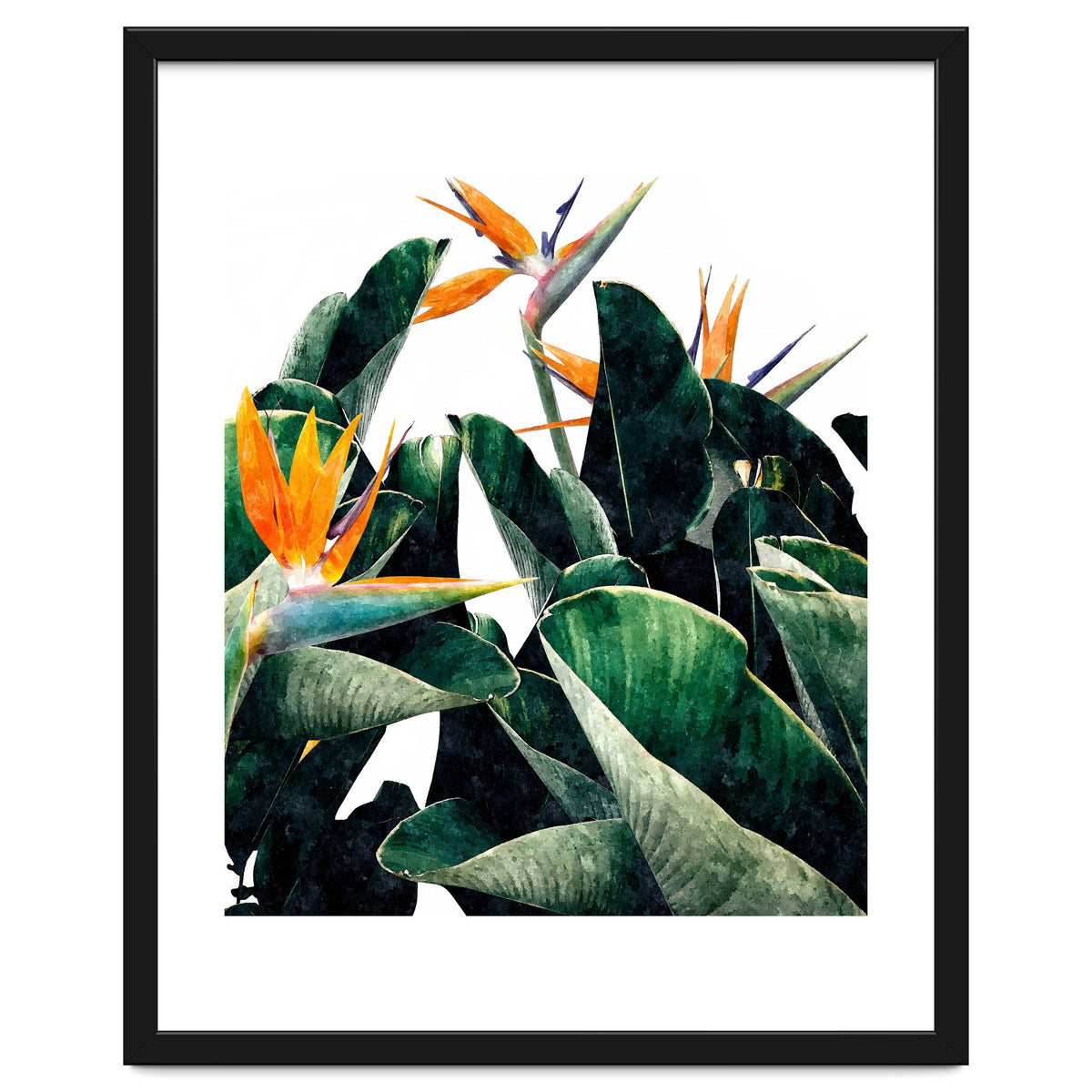 Paradise Bird, Nature Botanical Plant Floral, Tropical Garden Watercolor Painting