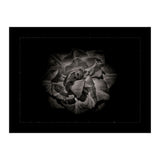 Backyard Flowers In Black And White No 81 with Border (Print Only) thumbnail