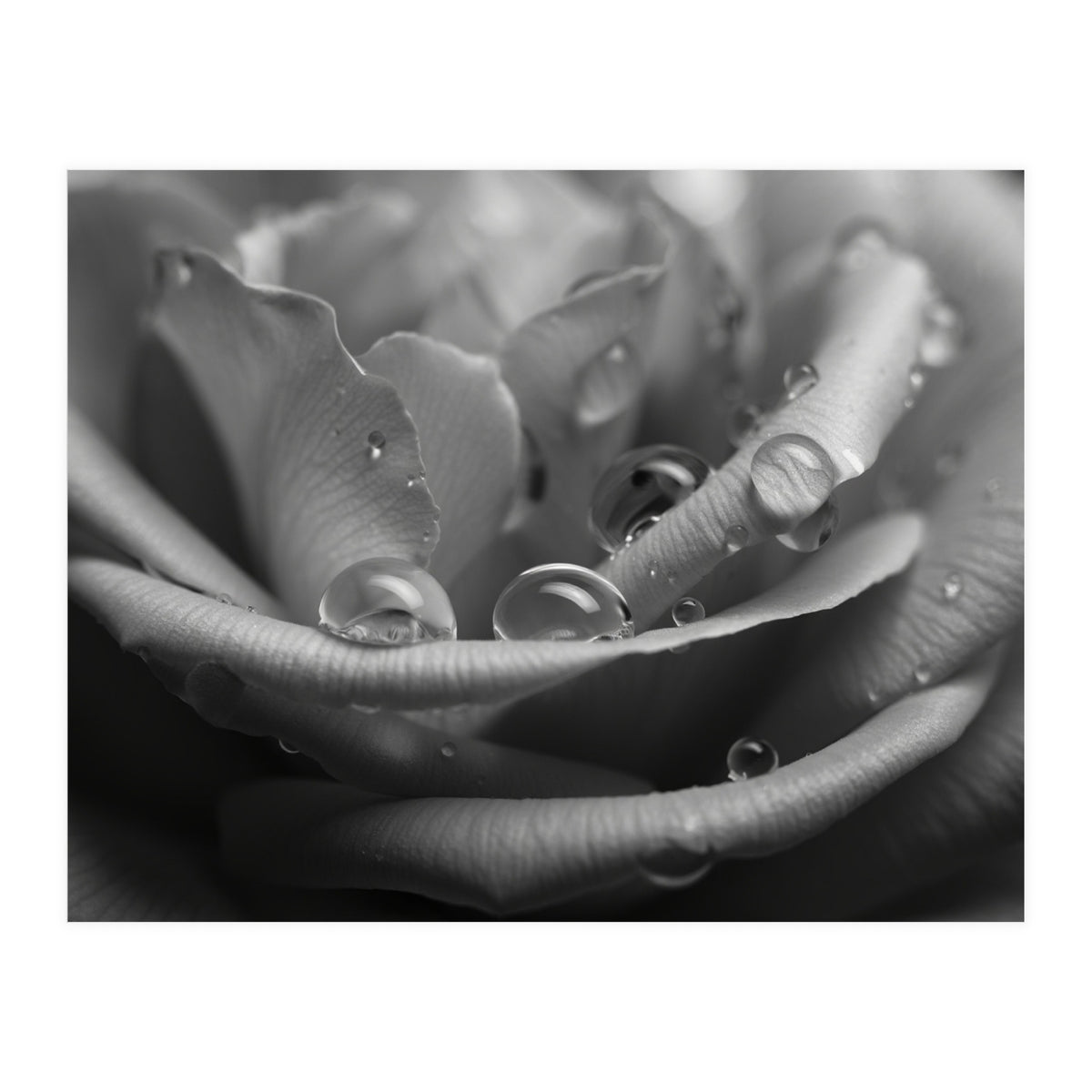 Ethereal Monochromatic Rose Petal Macro (Print Only)