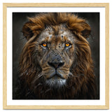 Majestic Lion With Glowing Eyes Close Up Portrait thumbnail
