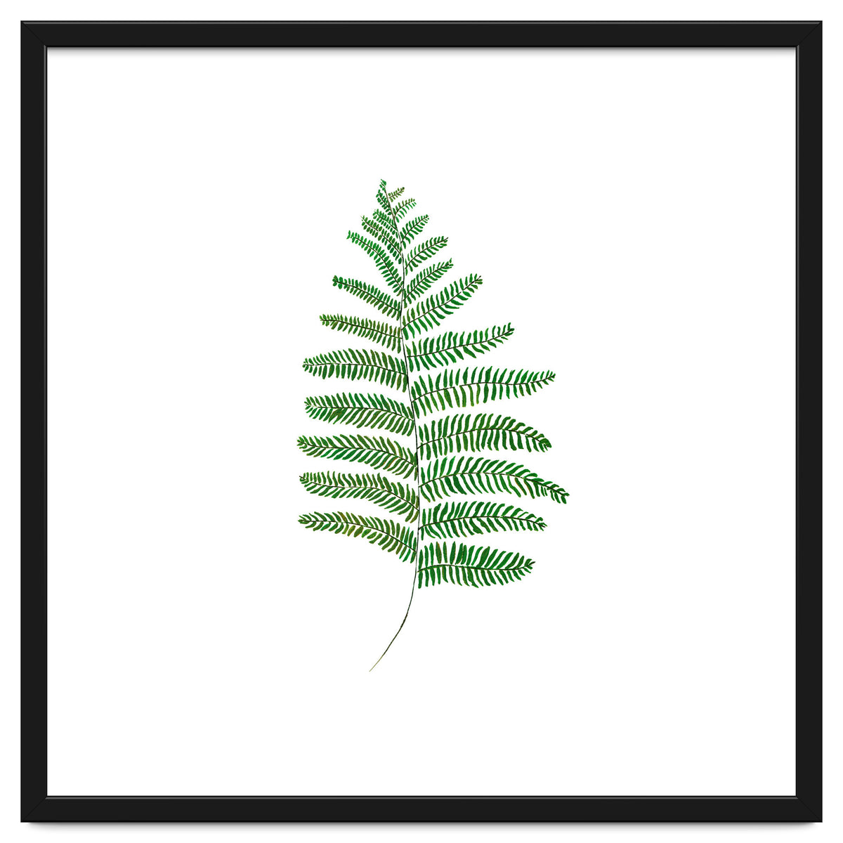 Fern