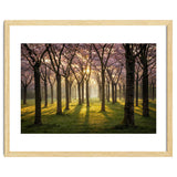 Blooming cherry trees in soft morning light thumbnail