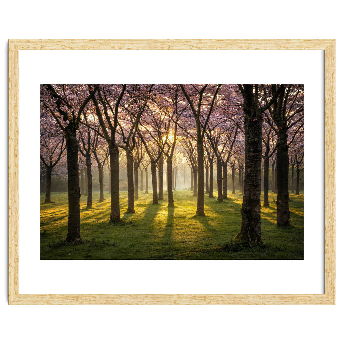 Blooming cherry trees in soft morning light