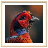 Close Up Pheasant Bird thumbnail