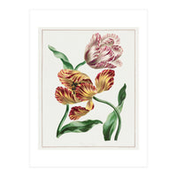 John Edwards – Various Tulips (1791) (Print Only)