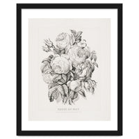Currier & Ives – Rose of May (1870)