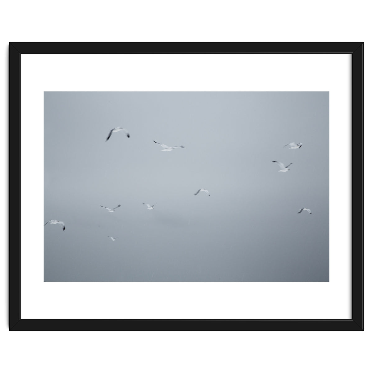 Flying seagulls in the winter sky