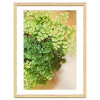Maidenhair Queen