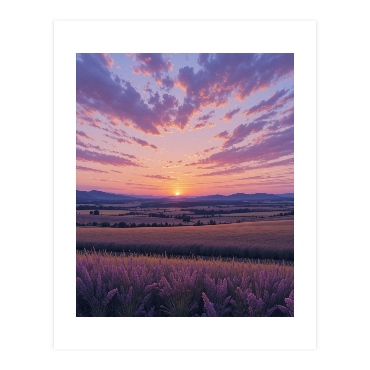 Serene Lavender Fields at Golden Hour Sunset (Print Only)