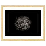 Backyard Flowers In Black And White No 81 with Border thumbnail
