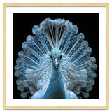 Majestic White Peacock Displaying Its Feathers thumbnail