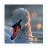 Close Up Of A Swan With Water Droplets (Print Only) thumbnail