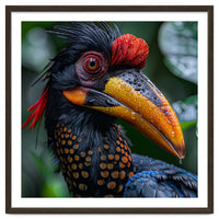 Close Up Of Helmeted Hornbill Bird In Rain