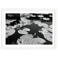 Lotus Pond | Black & White Landscape