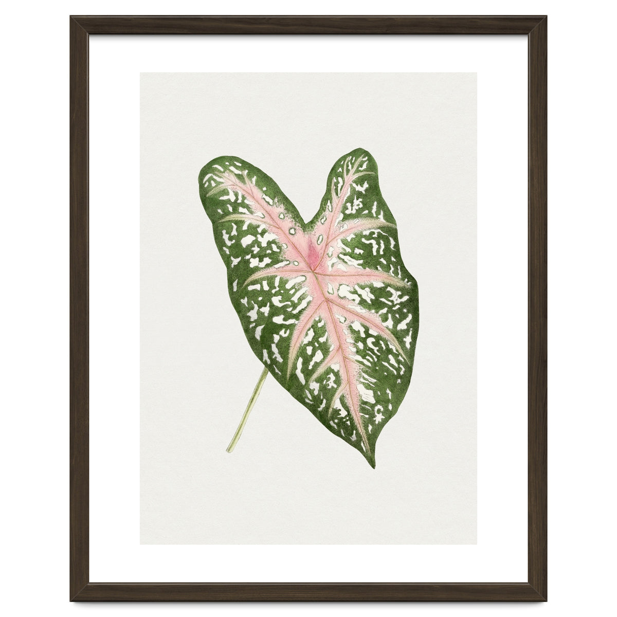 Caladium ‘Carolyn Whorton’ Leaf (Hand Drawn Illustration)