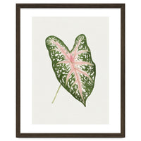Caladium ‘Carolyn Whorton’ Leaf (Hand Drawn Illustration)
