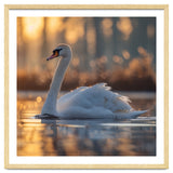 Majestic Swan Gliding On Water At Sunset thumbnail